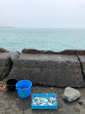 豆アジ、豆サバ