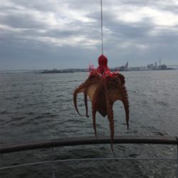 丁寧にタコ散歩して8杯。。