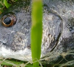 『釣りデビュー(^^)』193日目