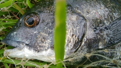 『釣りデビュー(^^)』193日目