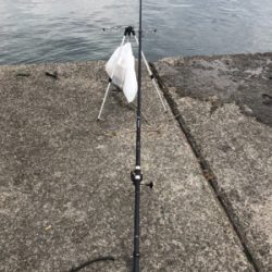 ハマチ？メジロ？