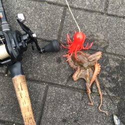 蛸散歩。。5杯。。。