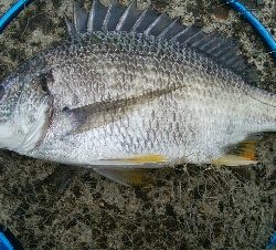 『釣りデビュー(^^)』195日目