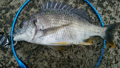 『釣りデビュー(^^)』195日目