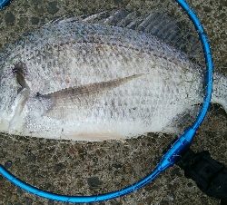 『釣りデビュー(^_-)』196日目