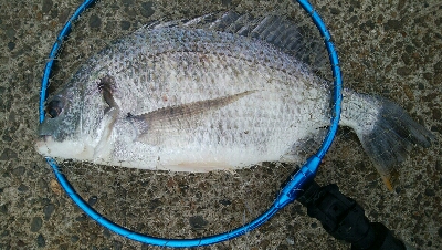 『釣りデビュー(^_-)』196日目