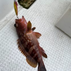 ウミックさんにてSLJ