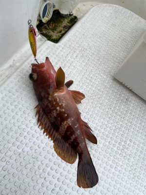 ウミックさんにてSLJ