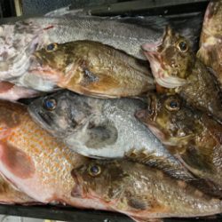 ナイトアコウゲーム