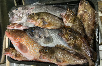 ナイトアコウゲーム