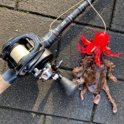 激水潮の中で蛸散歩。6杯。。