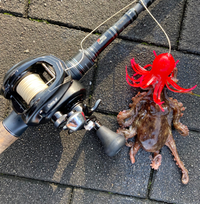 激水潮の中で蛸散歩。6杯。。