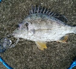 『釣りデビュー(^_-)』197日目