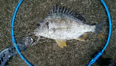 『釣りデビュー(^_-)』197日目