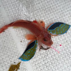 ウミックさんにてレンタルボートでの釣果