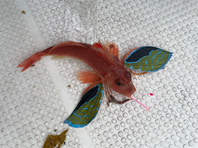 ウミックさんにてレンタルボートでの釣果