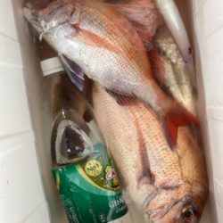 豪雨一つテンヤ