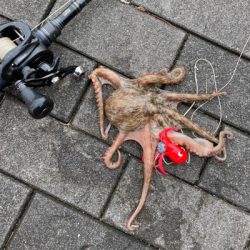 水潮の中で蛸散歩。5杯。。