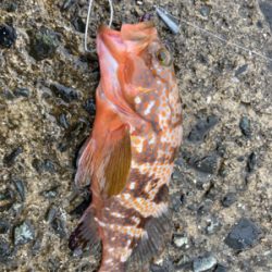 ストリンガー付きアコウ