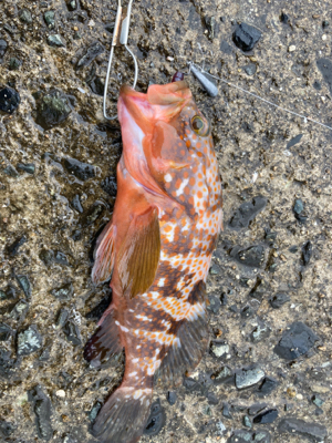 ストリンガー付きアコウ