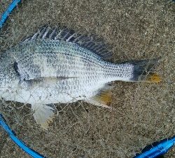 『釣りデビュー(^o^』198日目