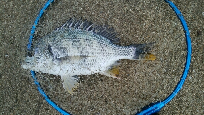 『釣りデビュー(^o^』198日目