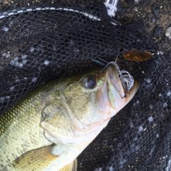 全開放水な琵琶湖