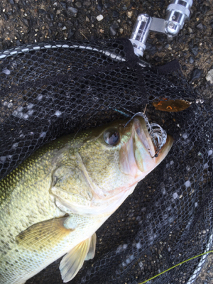 全開放水な琵琶湖