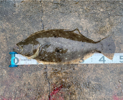 フラットゲーム