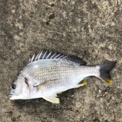 雨上がりの大潮でエビ撒き