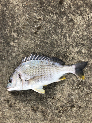 雨上がりの大潮でエビ撒き