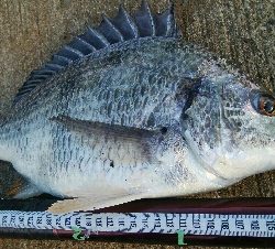 『釣りデビュー(^^)』199日目