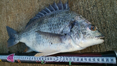 『釣りデビュー(^^)』199日目