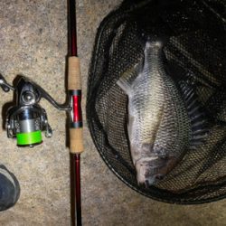 チニング 目標は時速10匹