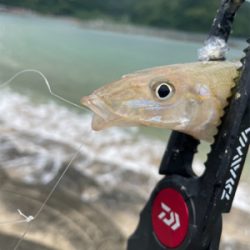 久々のエサ釣り