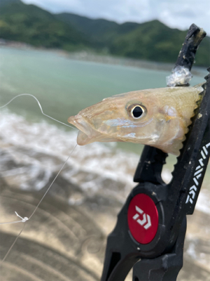 久々のエサ釣り