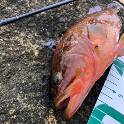 2021 佐渡ヶ島ライトゲーム