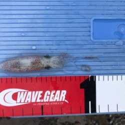 ショゴ、ワカシ、アジおまけでイカ