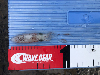 ショゴ、ワカシ、アジおまけでイカ