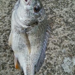 『釣りデビュー(^^)』祝200日目