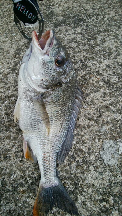 『釣りデビュー(^^)』祝200日目