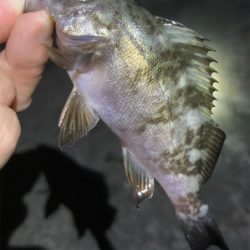 メバルまだ釣れてます