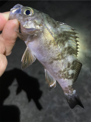 メバルまだ釣れてます