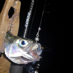 アジング練習　308　