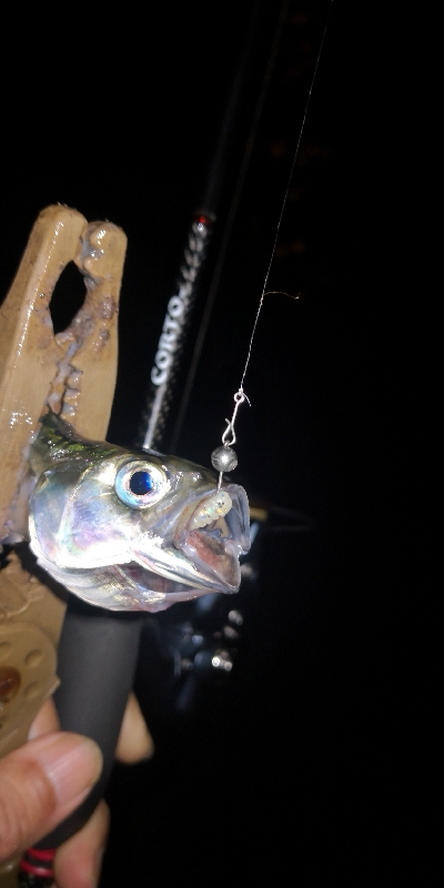 アジング練習　308　