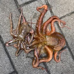 鯖すら居なく。蛸散歩切り替え2杯。。