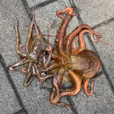 鯖すら居なく。蛸散歩切り替え2杯。。