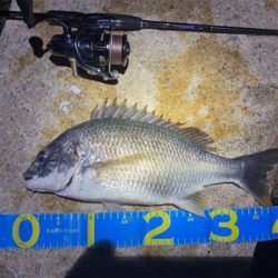 淀川ブリームゲーム