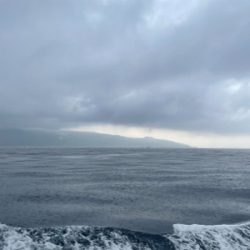 大島でマグカツ