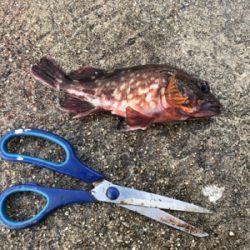 カサゴ祭り　withアコウ